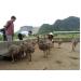 Quy trình Kỹ thuật Chăn nuôi đà điểu - Kỹ thuật nuôi đà điểu từ sơ sinh đến 3 tháng tuổi - Phần 2