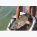 Kỹ thuật nuôi cá trắm cỏ cho người nông dân 'rủng rỉnh bạc tiền'