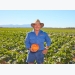 Growers step out with new pumpkin variety