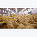Poultry firm imports top-notch chickens