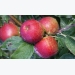 Những điều cần lưu ý khi trồng táo