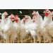 4 keys to US poultry industry profitability in 2017