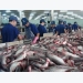 Strong marketing strategy needed to bolster tra fish exports
