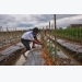Trồng cà chua VietGAP lãi gấp 30 lần trồng lúa