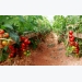 Hiệu quả từ mô hình trồng cà chua VietGAP