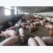 Production chains vital for pork industry, say experts