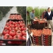 Domestic market will be key for Spanish tomatoes in future