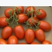 Higher US tomato market beckons in the Fall
