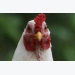 Avian flu persists in Europe’s top poultry raising nations