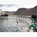 Iceland looks to the future of aquaculture
