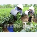 Vietnam’s tea exports fall in both volume and revenue
