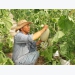 Vietnam, NZ agriculture ministers talk farm produce improvements
