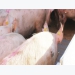 Study examines cull sow condition prior to transport to slaughter