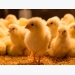 Organic acid, essential oil blend may boost chicken efficiency, immune function
