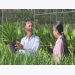 Nông dân Sa Đéc trồng thành công cây phát tài Singapore