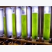 US: microalgae co-product may have role in cutting fishmeal use