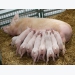 Supplement sow, not piglet diets with feed additives