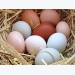 Ảnh hưởng của kích cỡ hạt (nghiền) đến sản lượng và chất lượng trứng