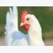 Genetic architecture of survival examined in laying hens