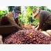 Vietnam tightens grip on world’s coffee market
