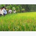 Long An builds strategic rice variety with provincial brand