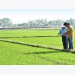 Long An VnSAT project helps farmers increase profits and reduce production costs
