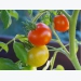 Một số loại bệnh hại trên cây cà chua và biện pháp phòng trừ - Phần 2
