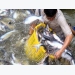 Tra fish exports see downward trajectory
