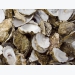 Project focused on oyster breeding technology