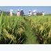 Giống lúa DT45 được công nhận tại Nam Trung bộ và Tây Nguyên