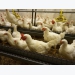 Perinatal imprinting in poultry benefits performance