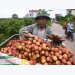 Vietnamese lychees make it to Singapore supermarket shelves
