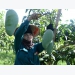 Son La province boosts farm exports