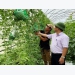 High-tech farming brings good profits to former graphic designer