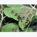 The Japanese Beetles Are Back