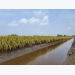 High-quality hybrid rice variety MHC2