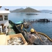 Protecting marine environment decides sustainability for aquaculture