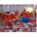 Việt Nam Dẫn Đầu Về Xuất Khẩu Cá Philê Đông Lạnh Sang Braxin