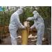 Tiêu hủy ổ dịch gần 1.200 con gia cầm nhiễm virus cúm A/H5N6