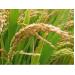 Malaysia đặt mục tiêu tự túc lúa gạo vào năm 2020
