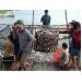 30% người nuôi cá tra không tham gia liên kết