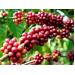 12,5 triệu USD phát triển cà phê bền vững
