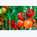 Hướng dẫn cách trồng cây cà chua và những lưu ý khi chăm sóc cây cà chua