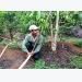 Tien Giang shifts to growing fruit trees with high value