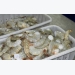 Ecuador shrimp farmer Songa boosts tech, efficiency