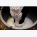 Milk with residues: Feed for calves?