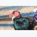 Nuôi chim trĩ xanh dễ hơn nuôi gà, thu 30 triệu đồng/tháng