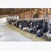 Combatting inefficient nitrogen use in dairy cows