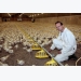 Gut health and immunity key in antibiotic-free poultry production