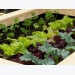 How to Grow a Small-Space Vegetable Garden